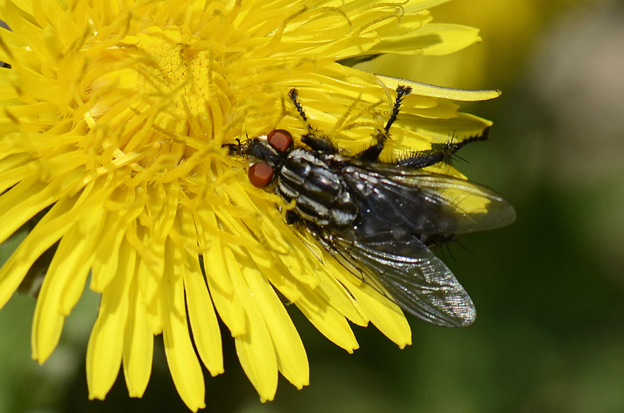 Sarcophaga sp